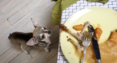 куче остатъци