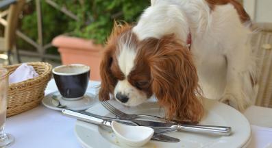 куче остатъци