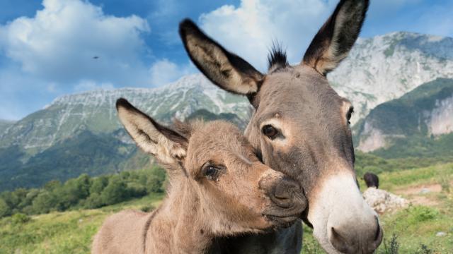 Рядко сомалийско диво магаре се роди в зоологическа градина в Чили (ВИДЕО)