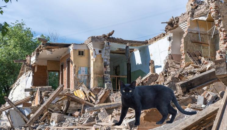 котка къща - КОСМАТ ГЕРОЙ! Спасиха Чърчил, оцелял 11 дни под развалините на къща след руски ракети