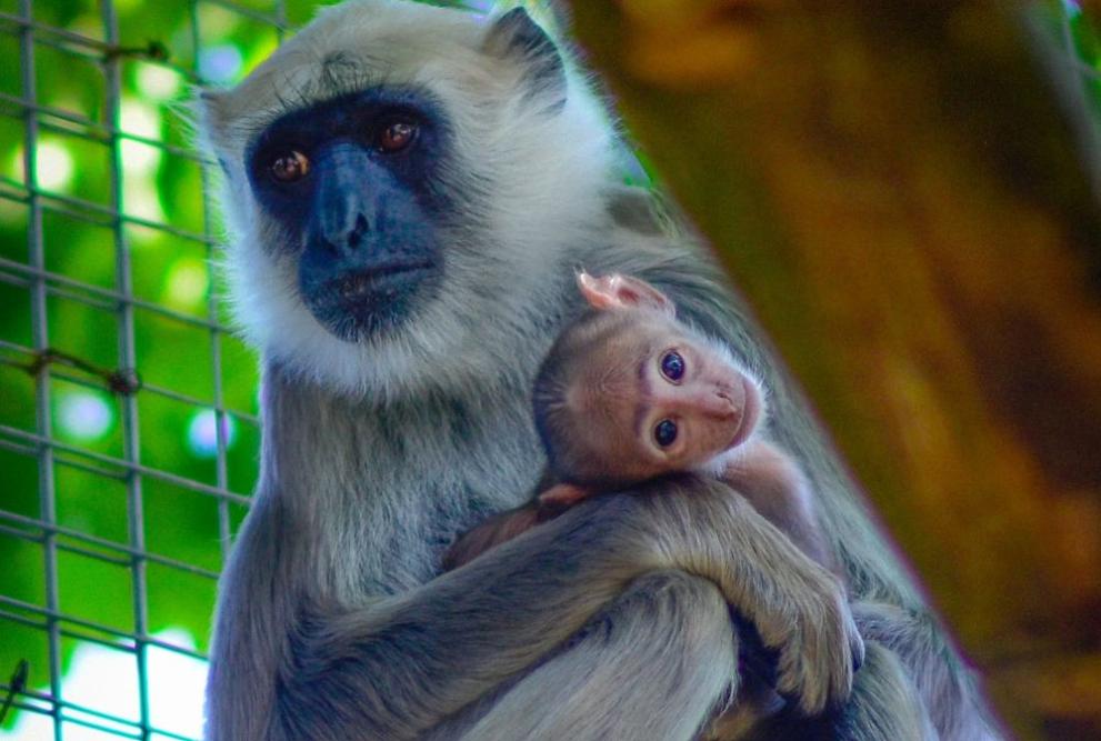 Ново бебе в столичния зоопарка. За радост на гледачи и
