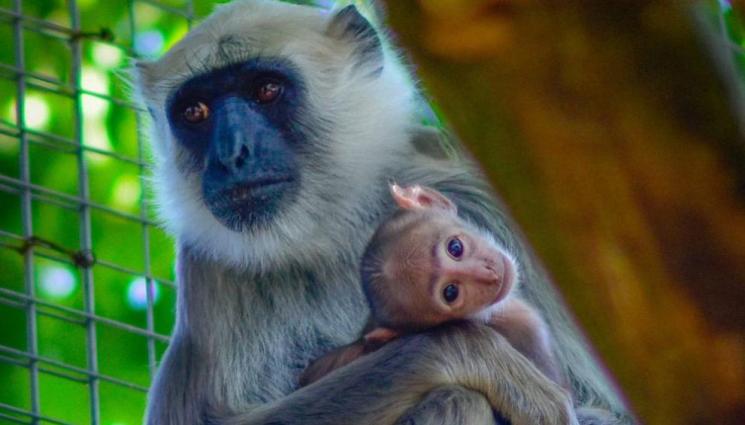 zoo - Бебе маймунче от застрашен вид се роди в столичния зоопарк