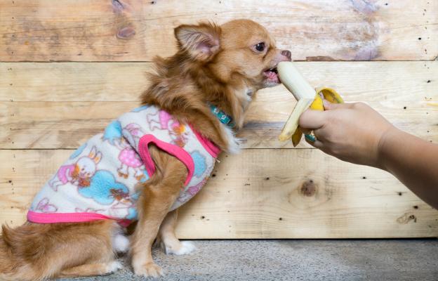куче банан