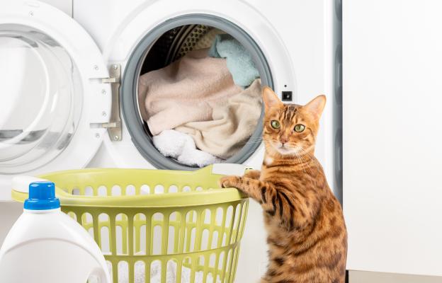 котка в кош за пране