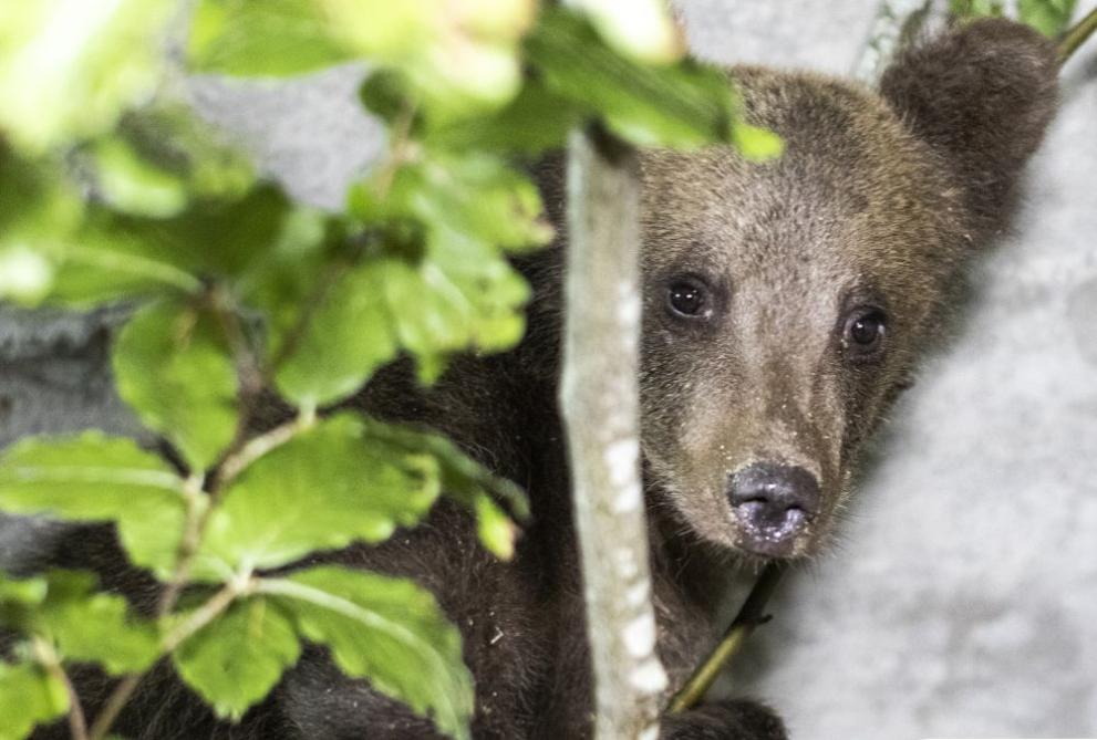Спасеното в Костенец мече вече си има име - Никола, и