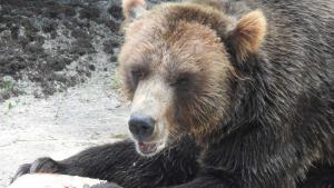 Вероятно много посетители за които Софийския зоопарк е любимо място