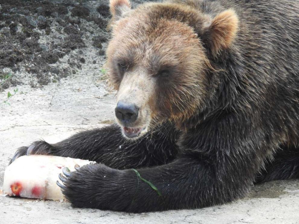 Вероятно много посетители, за които Софийския зоопарк е любимо място