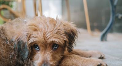 куче интроверт