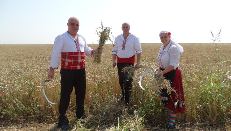 жътва - ЧУДЕСА И ВЯРА: Пазели „брадата“ на  нивата до иконостаса