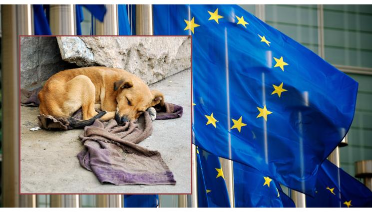 ЕП куче - ПАК СЕ ПРОЧУХМЕ ЗАД ГРАНИЦА: Жестокостта на общински служители от Благоевград към бездомните кучета стигна до Европарламента