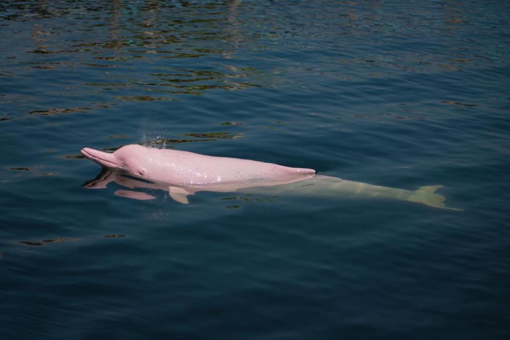 розов делфин