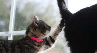 котка в гръб