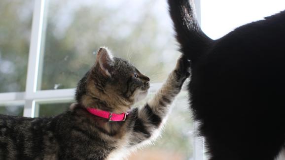 котка в гръб