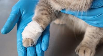 котка с наранена лапа