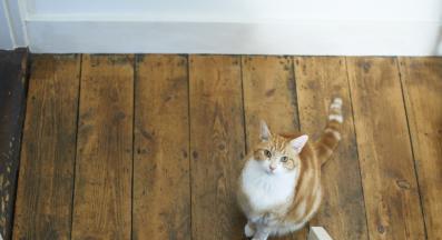 котка гледа нагоре