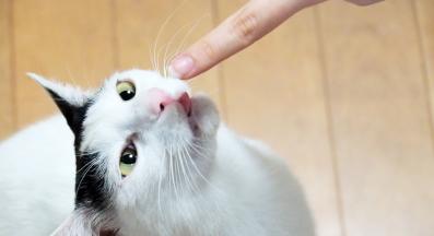 котка у дома