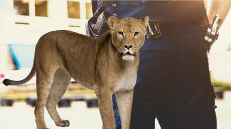 лъв полиция