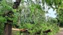 буря паднало дърво Видин