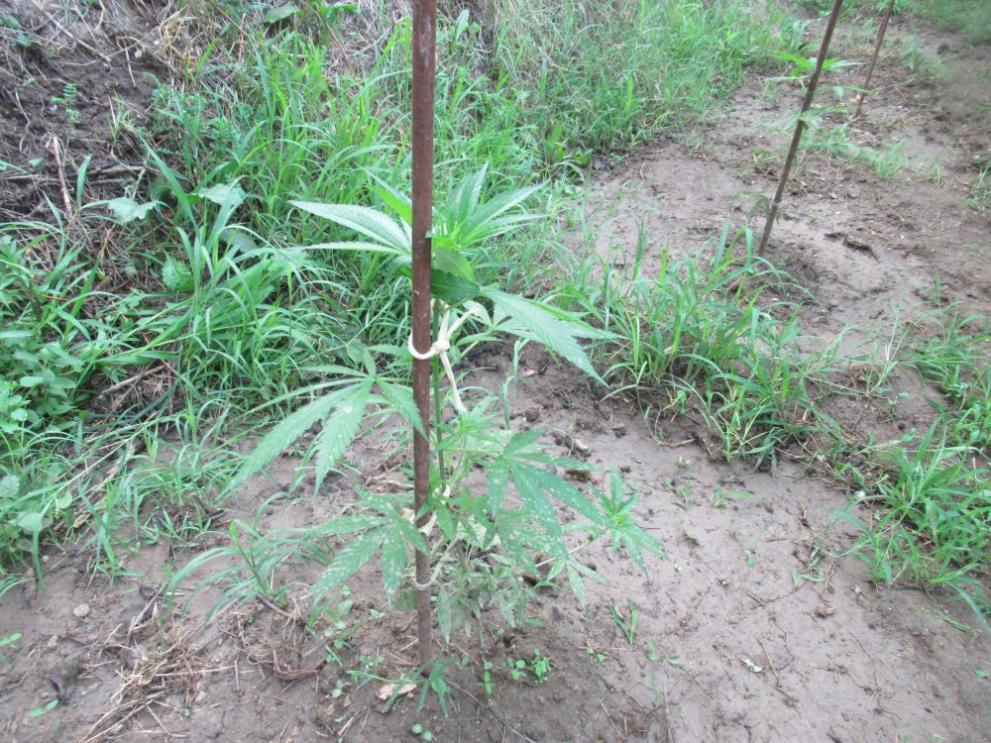 Иззеха наркотици и растения марихуана в Русенско, съобщиха от полицията.