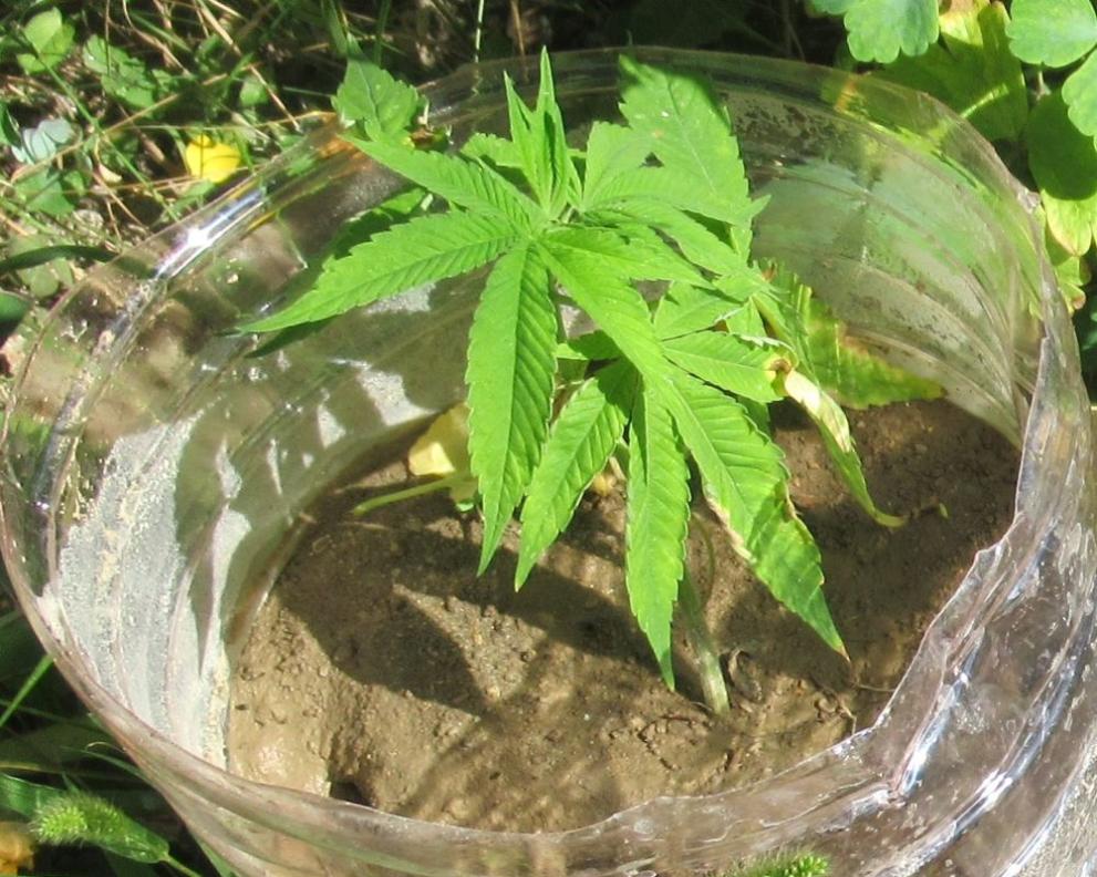 Хванаха жена да продава коноп на пазара в Костенец, съобщиха