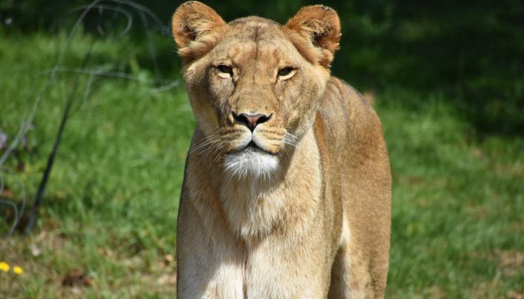 лъвица - Лъвица разкъса тийнейджърка!