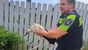 щъркел спасен полицаи