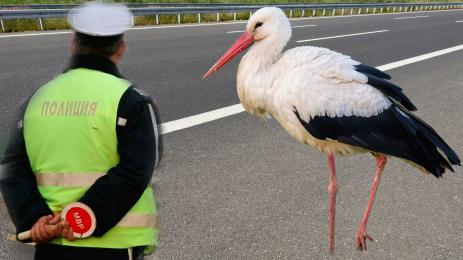полиция щъркел