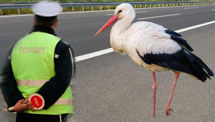 полиция щъркел - НЕОБИЧАЙНА СЛУЧКА! Паникьосано щъркелче търча по аварийната лента на