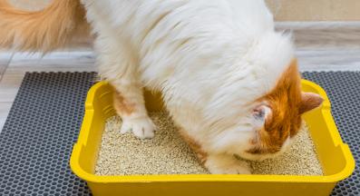 котка и тоалетна