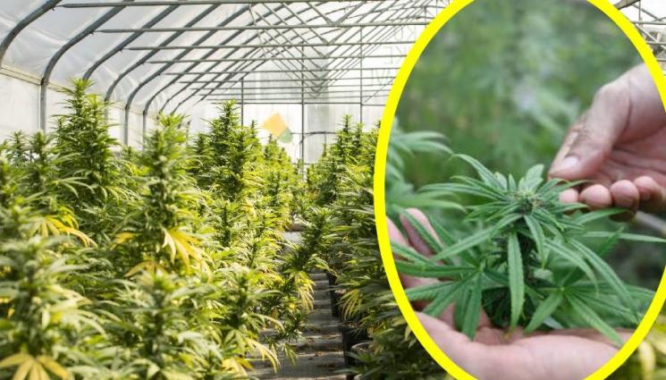 марихуана - ГОЛЯМ УДАР! Петима изгоряха заради марихуана мутант (СНИМКИ)