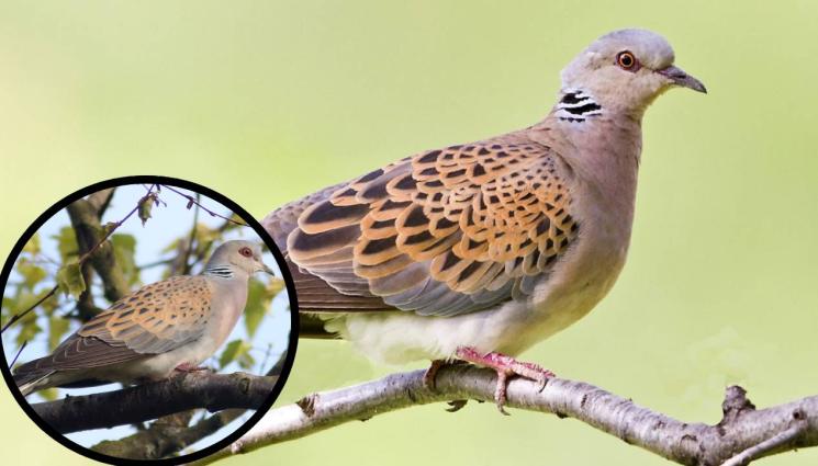 гургулица - Гургулицата - красавицата на първия лов