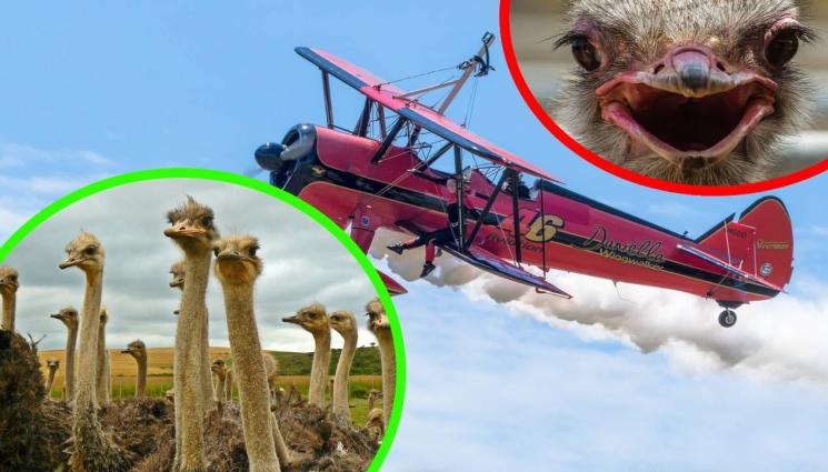 самолетче - НЕ Е ЗА ИЗПУСКАНЕ: Приключения със самолет и щрауси