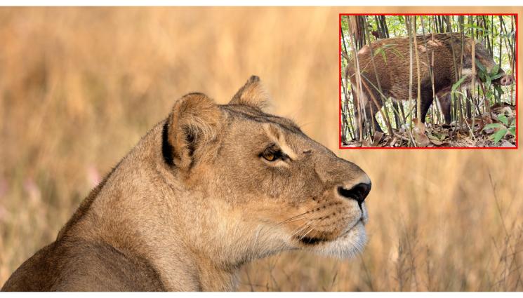 a - ОТМЕНЕНА АКЦИЯ: Спряха издирването на избягалата лъвица, било дива свиня