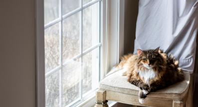 котка у дома