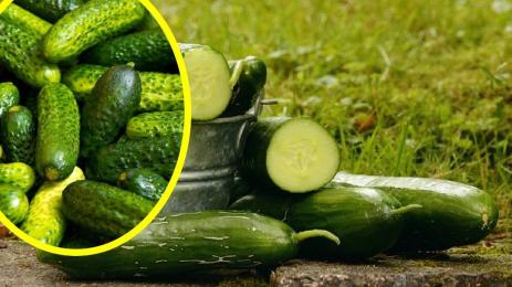 краставици