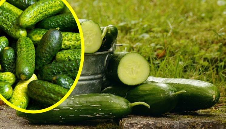 краставици - БРАНЕТО ИЗЛИЗА СКЪПО: БГ корнишонът от Индия и Виетнам