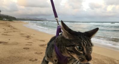 котка на плаж