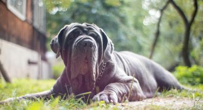 Неаполитански мастиф