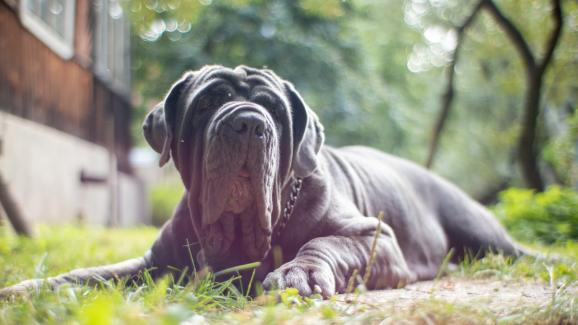 Неаполитански мастиф