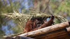 Раждането на много специално бебе орангутан може да даде началото