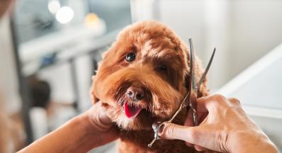 куче груминг