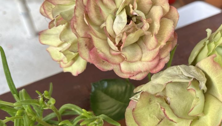 роза - Агро Телеграф: Малкият принц на хартиената роза е юли