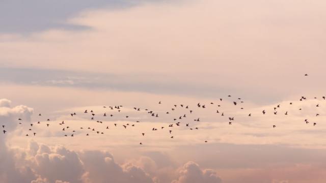 В опасност: Екстремалните явления на времето ще окажат влияние върху прелета на птици