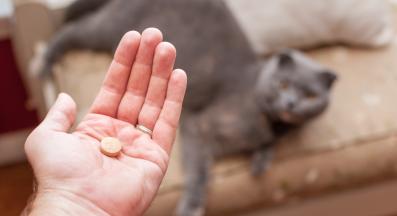 котка приема добавки