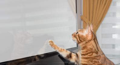 котка и телевизор