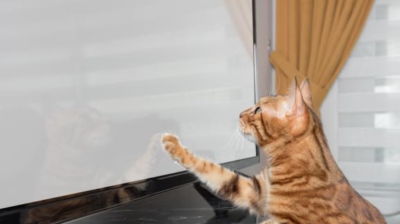 котка и телевизор