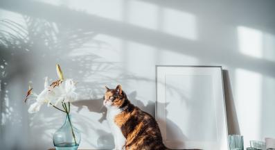 котка у дома