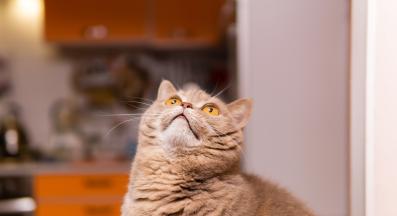 котка у дома