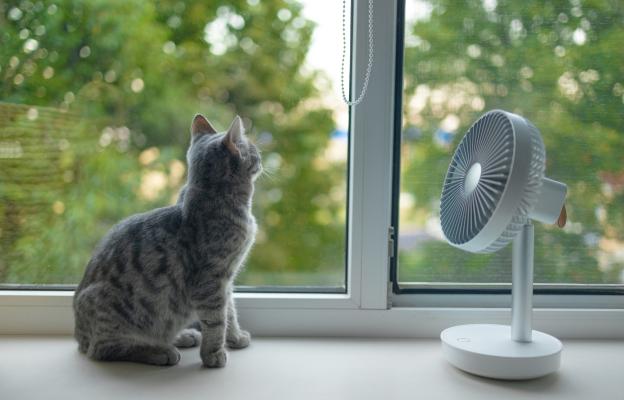 котка и вентилатор