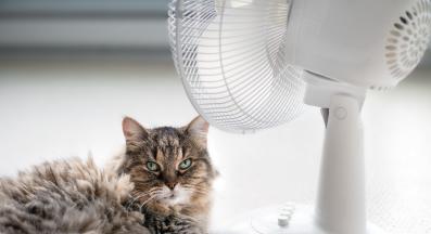 котка и вентилатор